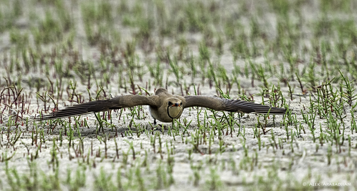 Nikon AF-S Nikkor 400mm F2.8E FL ED VR sample photo. The start photography