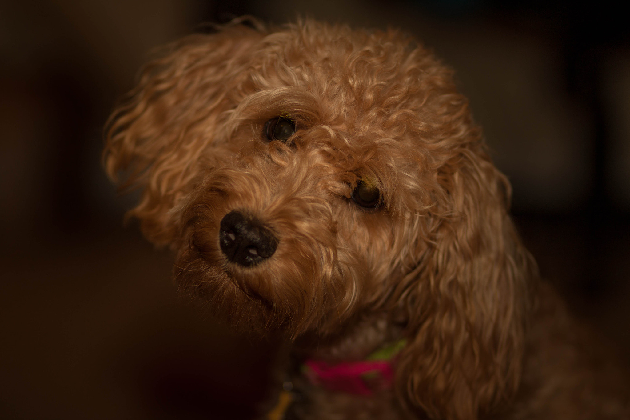 Canon EOS 500D (EOS Rebel T1i / EOS Kiss X3) sample photo. Gracie photography