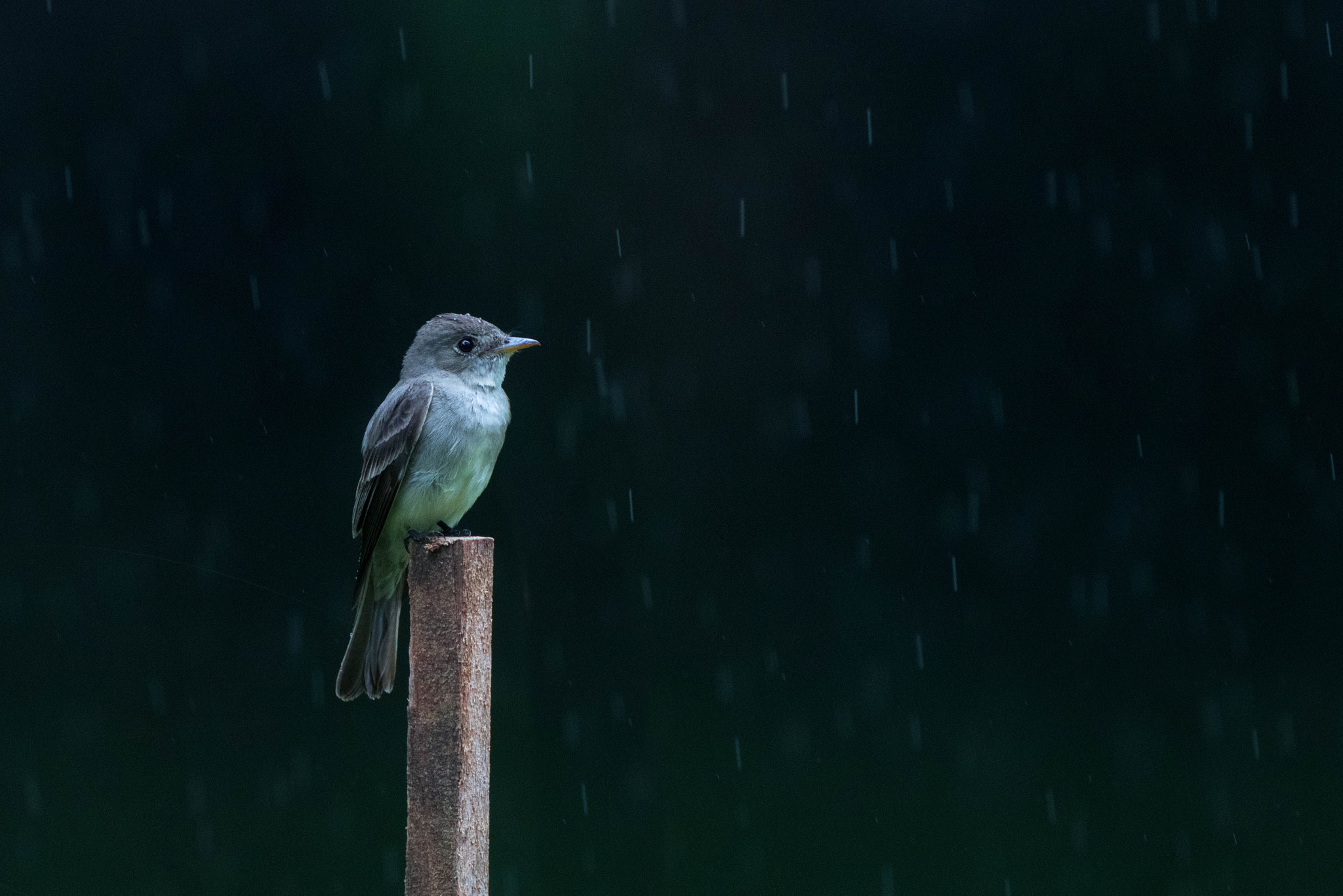 Canon EOS 80D + Canon EF 500mm F4L IS USM sample photo. Phoebe in the rain photography