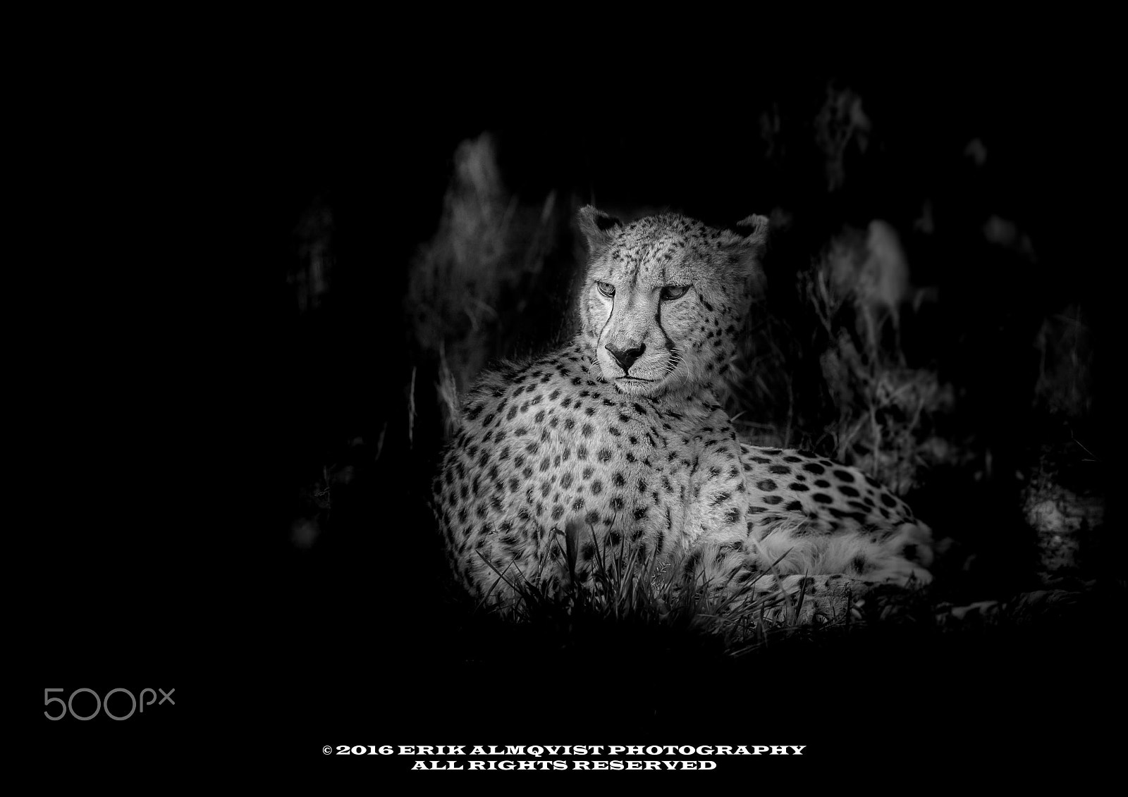 Canon EF 300mm F2.8L IS II USM sample photo. Cheetah monitoring its surroundings photography
