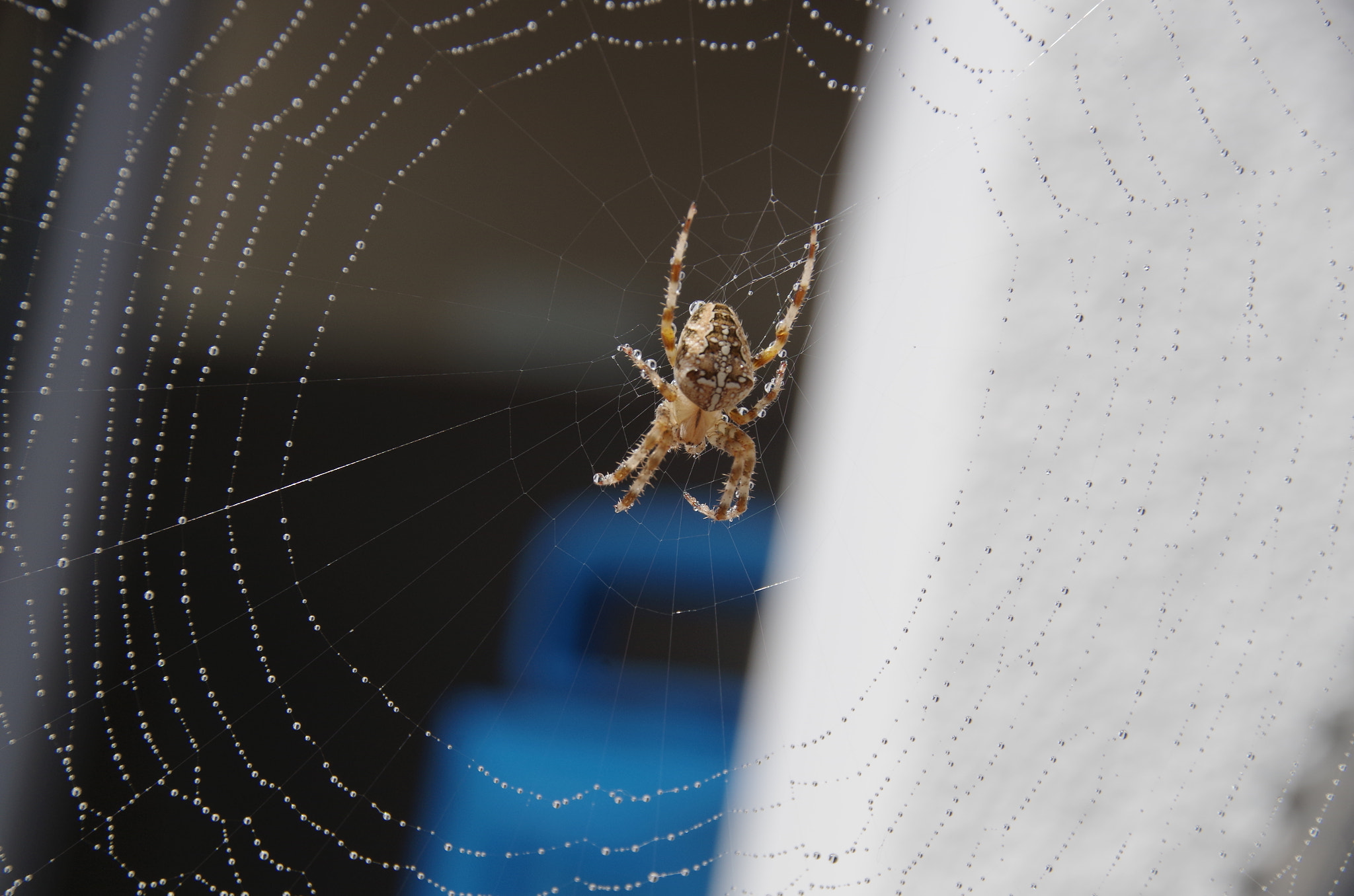 Pentax K-30 sample photo. Clotilda my garden spider. photography