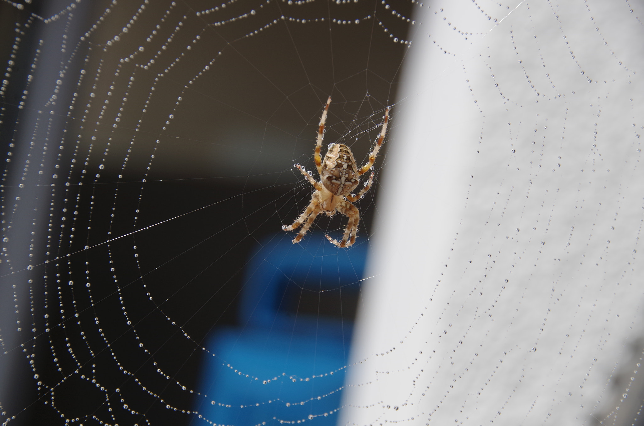 Pentax K-30 + Sigma 18-200mm F3.5-6.3 II DC OS HSM sample photo. Clotilda my garden spider. photography