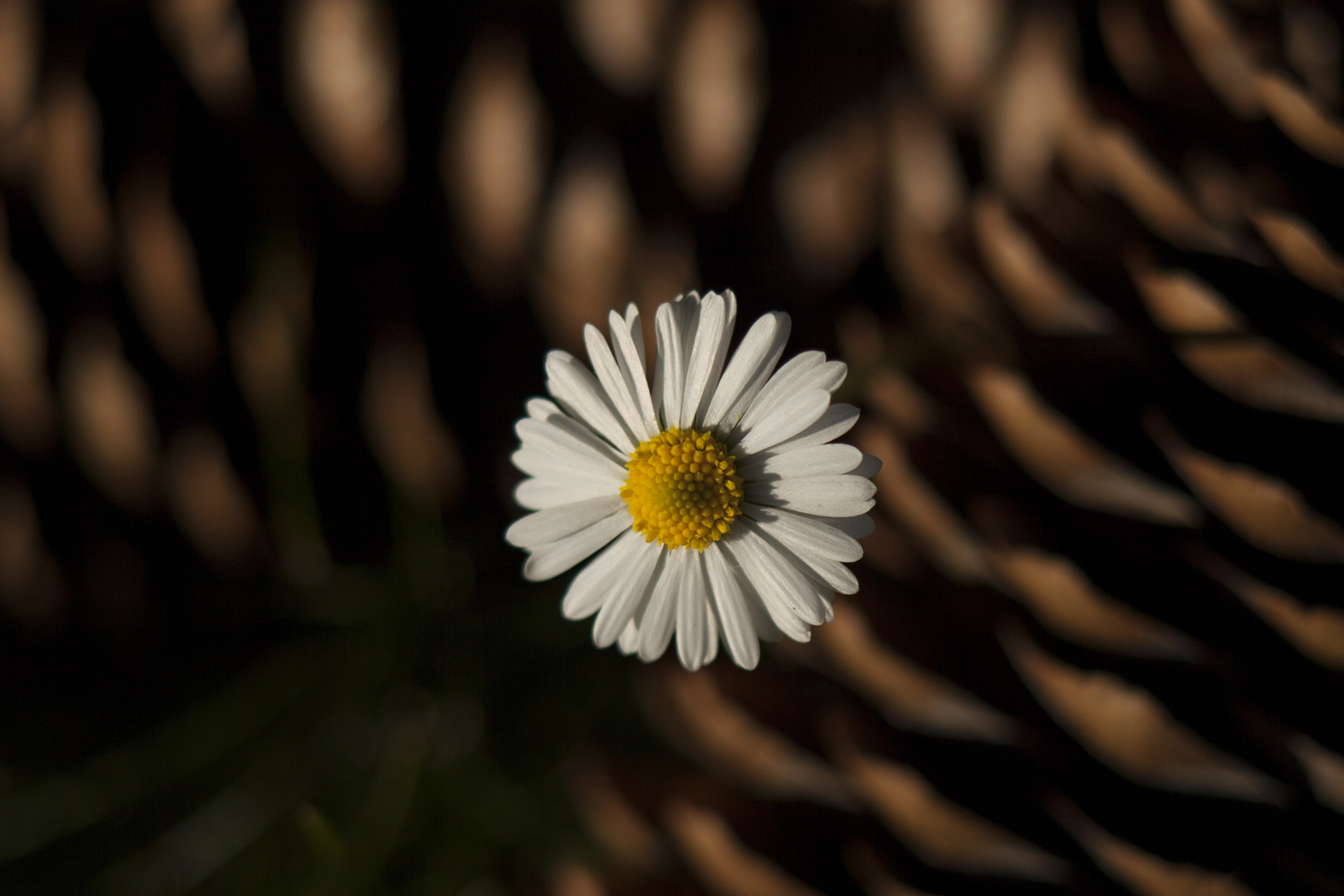 Canon EOS 30D + EF75-300mm f/4-5.6 sample photo. Daisy surrounded by pine cones photography