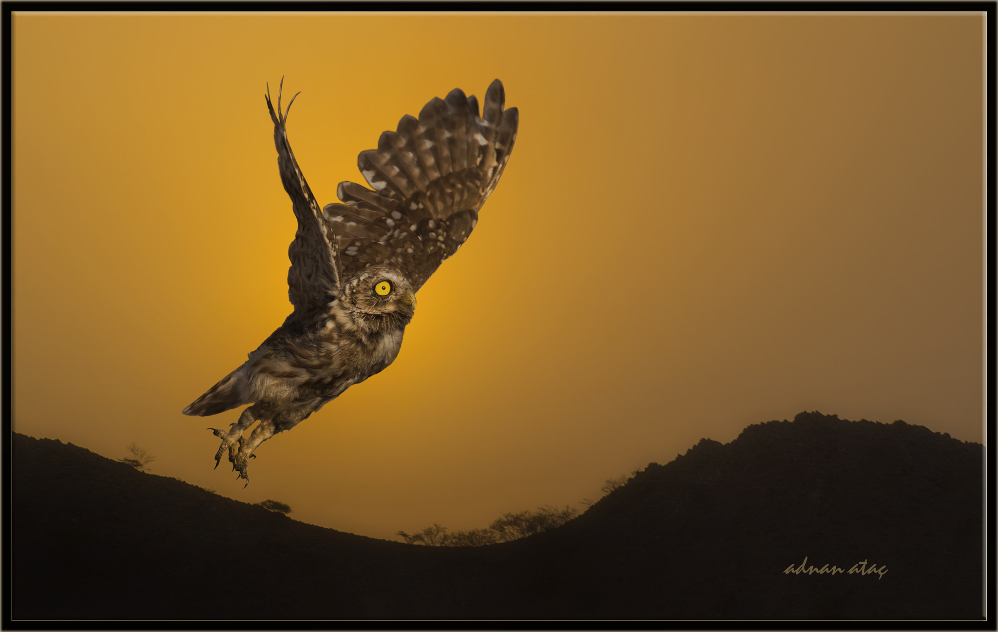 Nikon D4 + Sigma 50-500mm F4.5-6.3 DG OS HSM sample photo. Kukumav - little owl - athene noctua photography