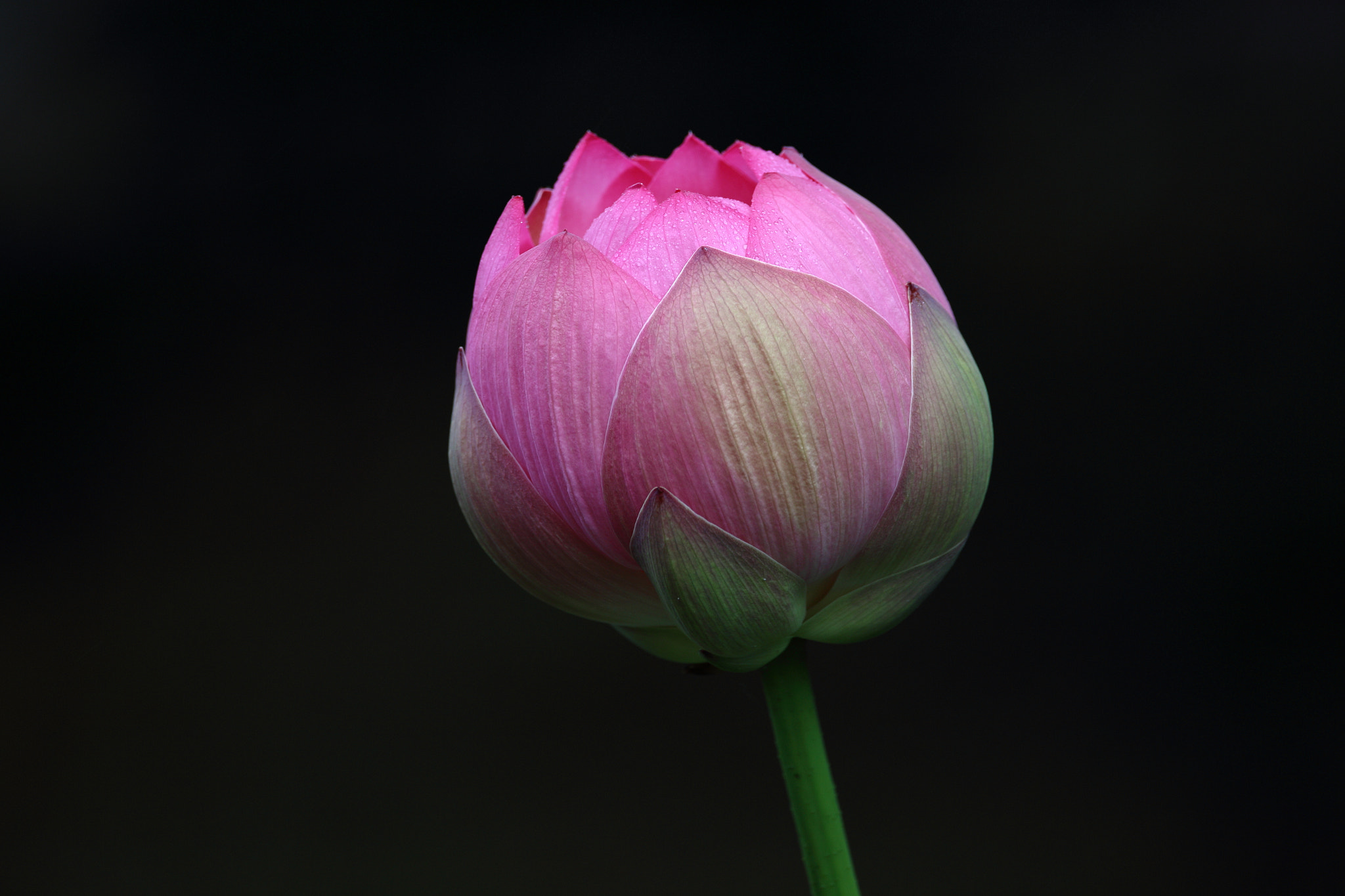 Sigma 150-600mm F5-6.3 DG OS HSM | C sample photo. Lotus002 photography