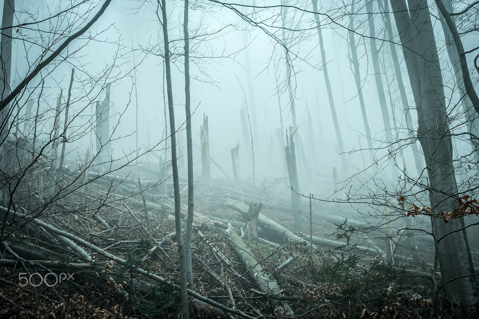 Samsung NX500 + Samsung NX 30mm F2 Pancake sample photo. Fallen by storm trees in forest photography