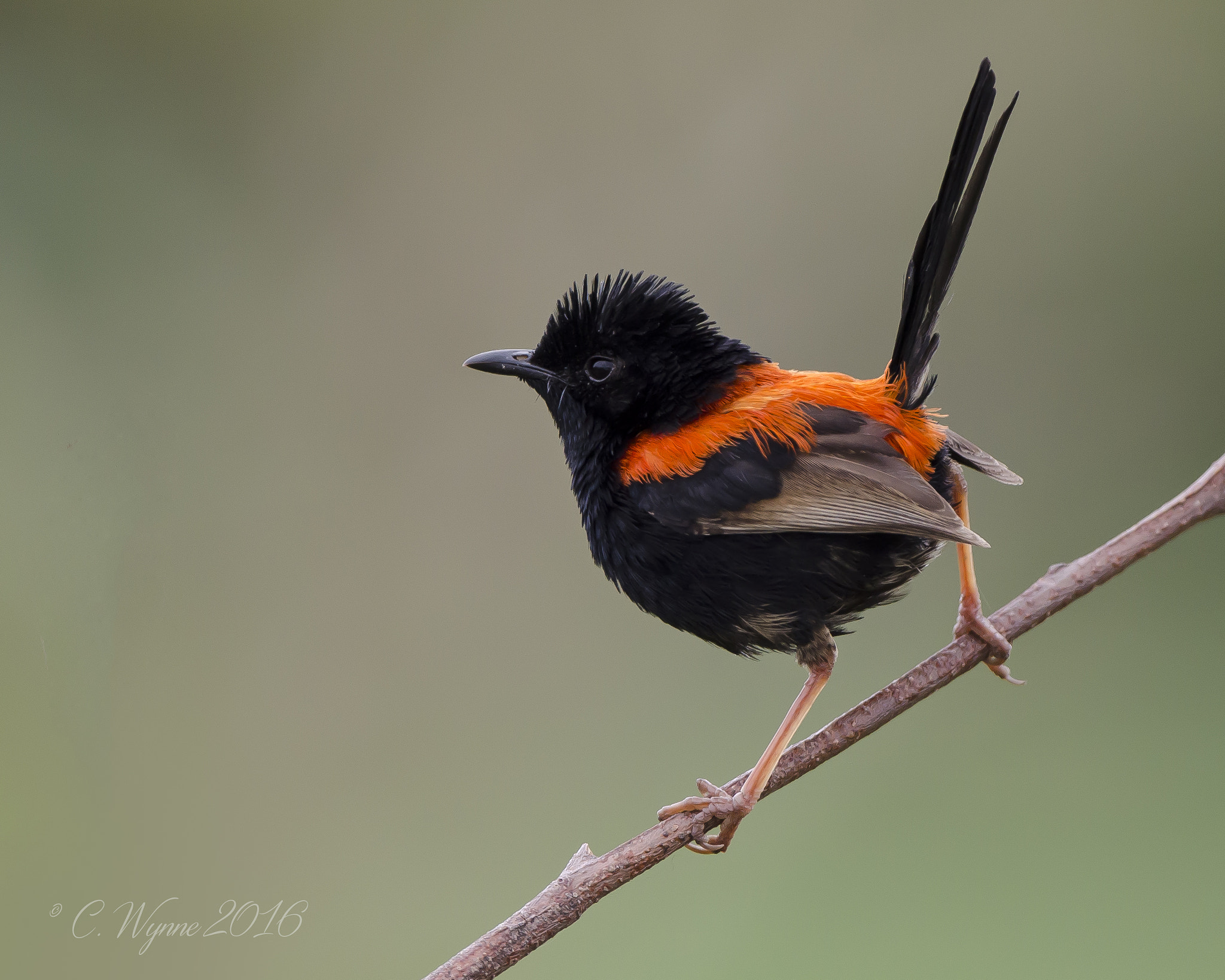 Nikon D7000 + Nikon AF-S Nikkor 500mm F4G ED VR sample photo. Red-backed fairy-wren photography