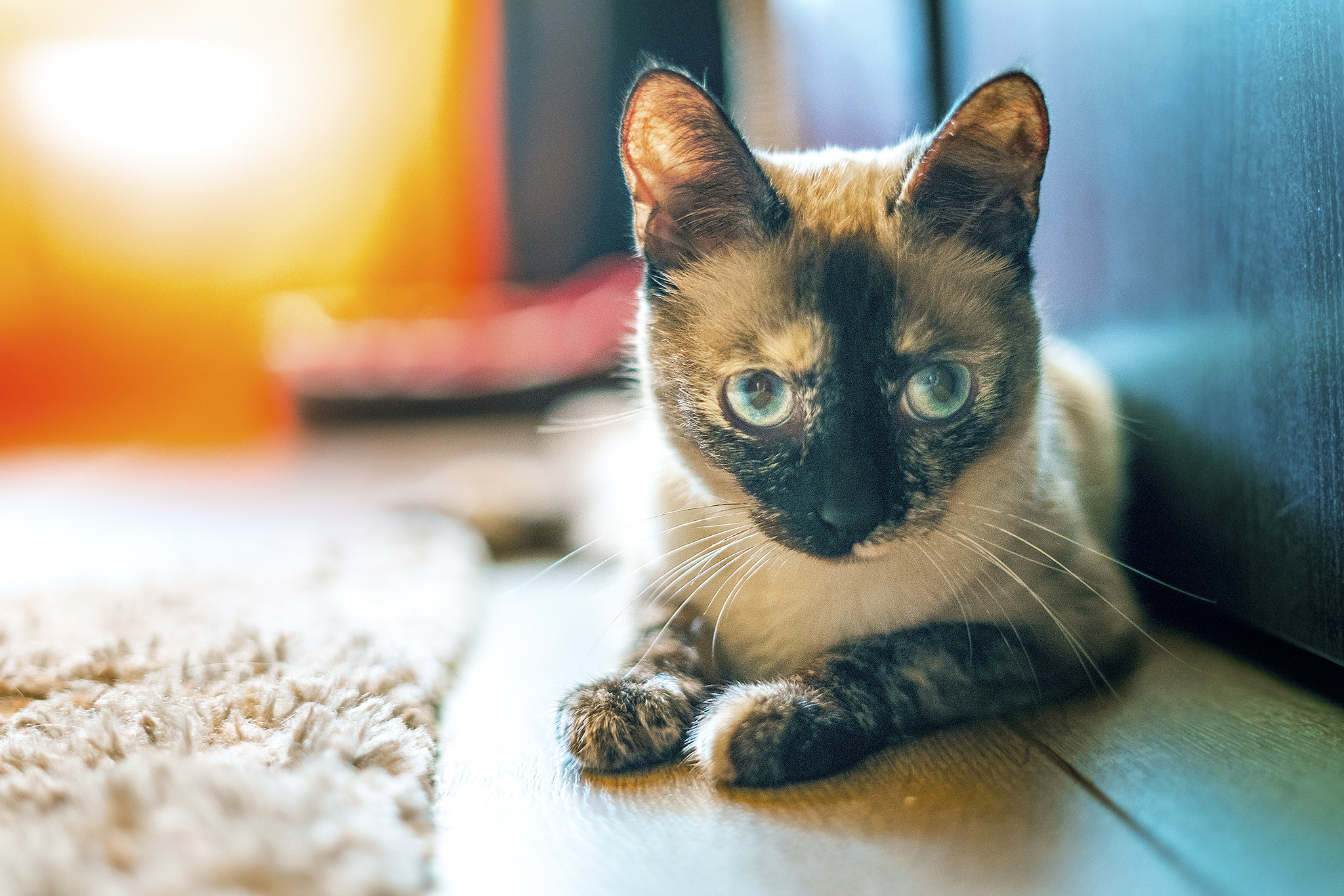 Sony a7R II + Sony FE 50mm F1.8 sample photo. Una ratita photography
