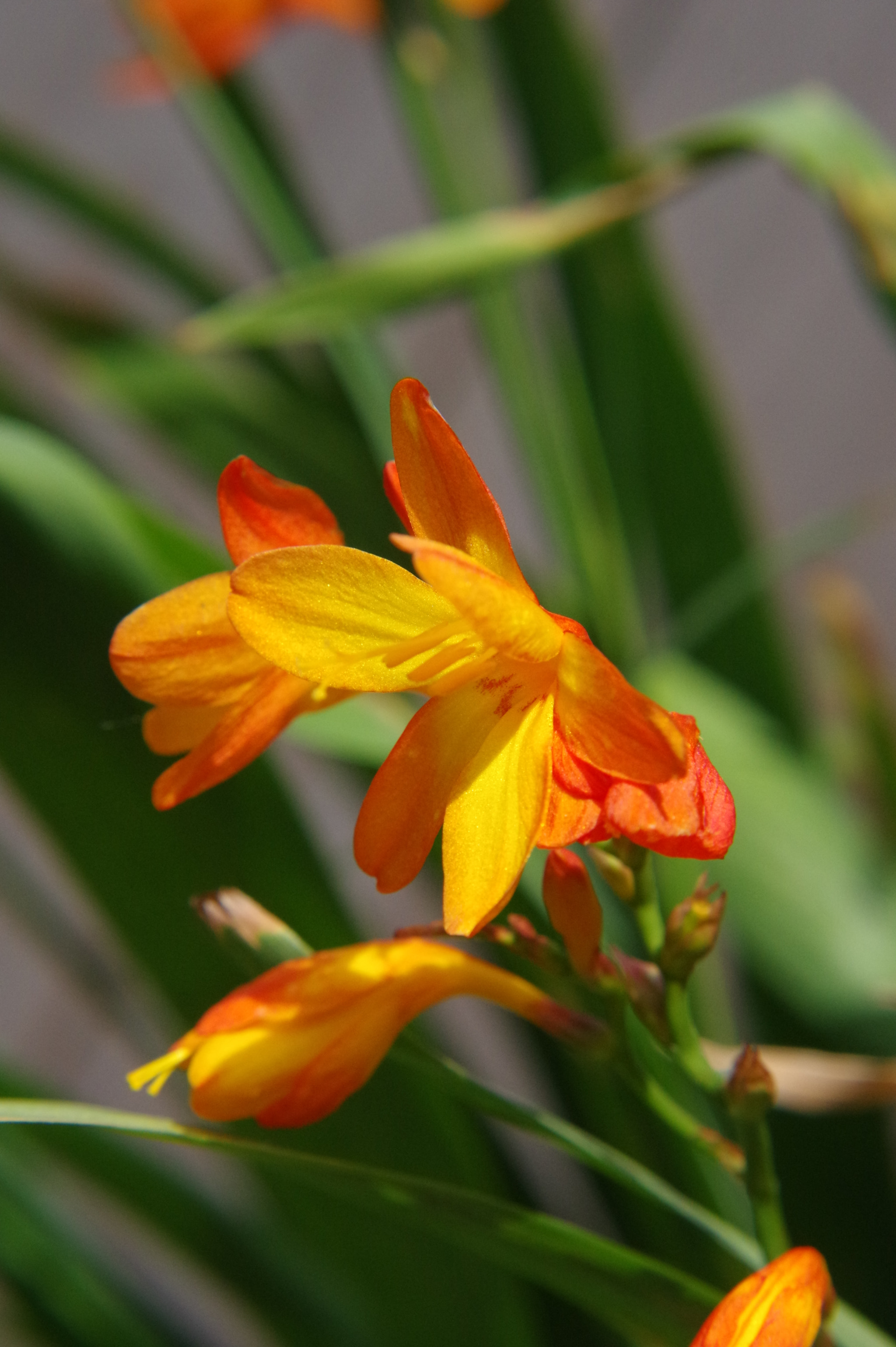 Pentax K-3 + smc PENTAX-DA L 50-200mm F4-5.6 ED sample photo. Montbretia photography