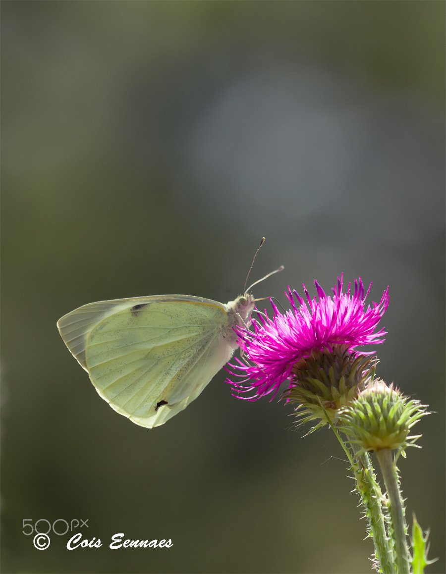 Nikon D300 + Sigma 150mm F2.8 EX DG Macro HSM sample photo. Koolwitje photography