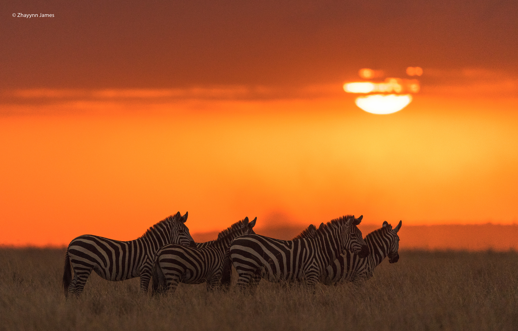 Nikon D5 + Nikon AF-S Nikkor 500mm F4G ED VR sample photo. Mara sunset photography