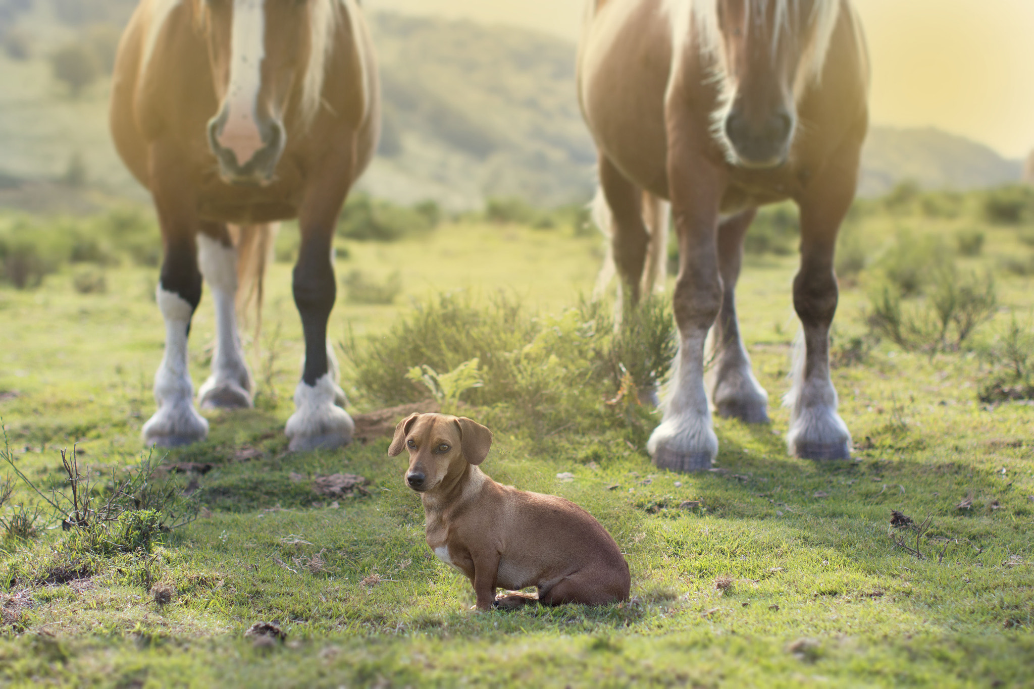 Canon EOS 70D + Canon EF 50mm F1.2L USM sample photo. Itaïa and the horses photography