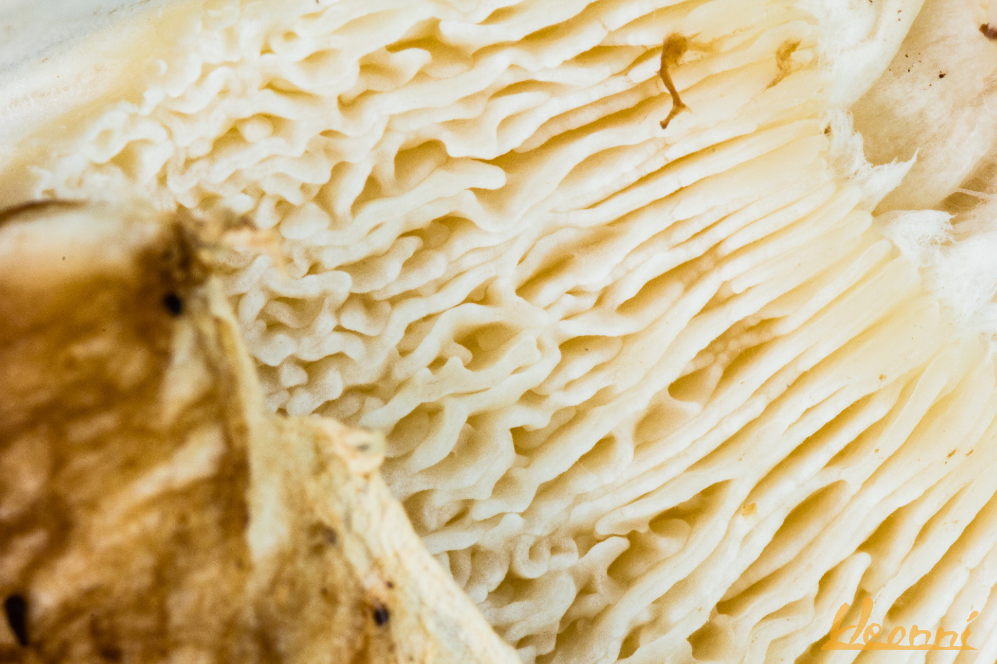 Canon EOS 550D (EOS Rebel T2i / EOS Kiss X4) + Tamron SP AF 90mm F2.8 Di Macro sample photo. Mushroom closeup photography