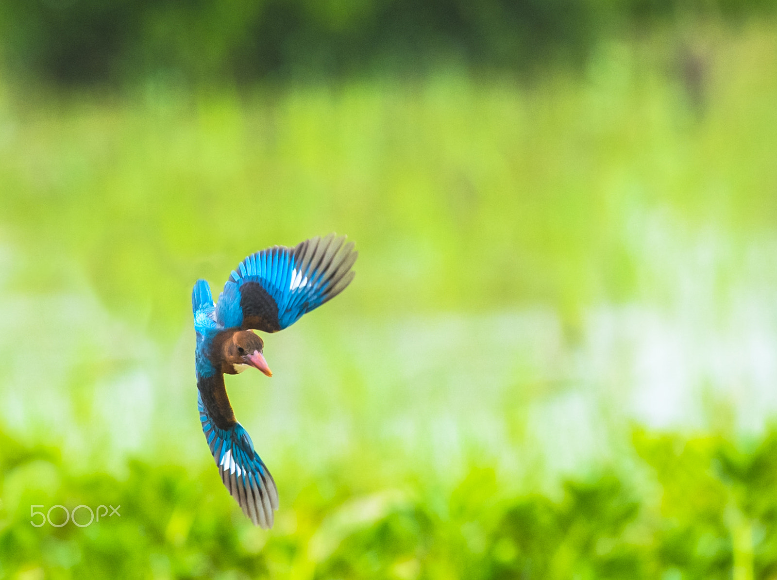 Canon EF 300mm F2.8L IS II USM sample photo. Fishing photography