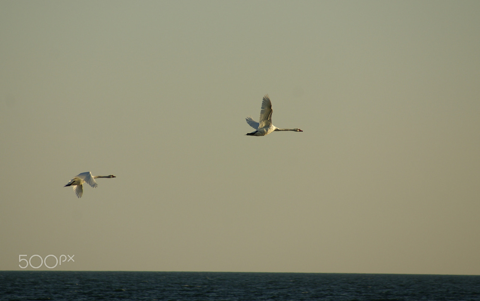 Sony 75-300mm F4.5-5.6 sample photo. Swan couple photography
