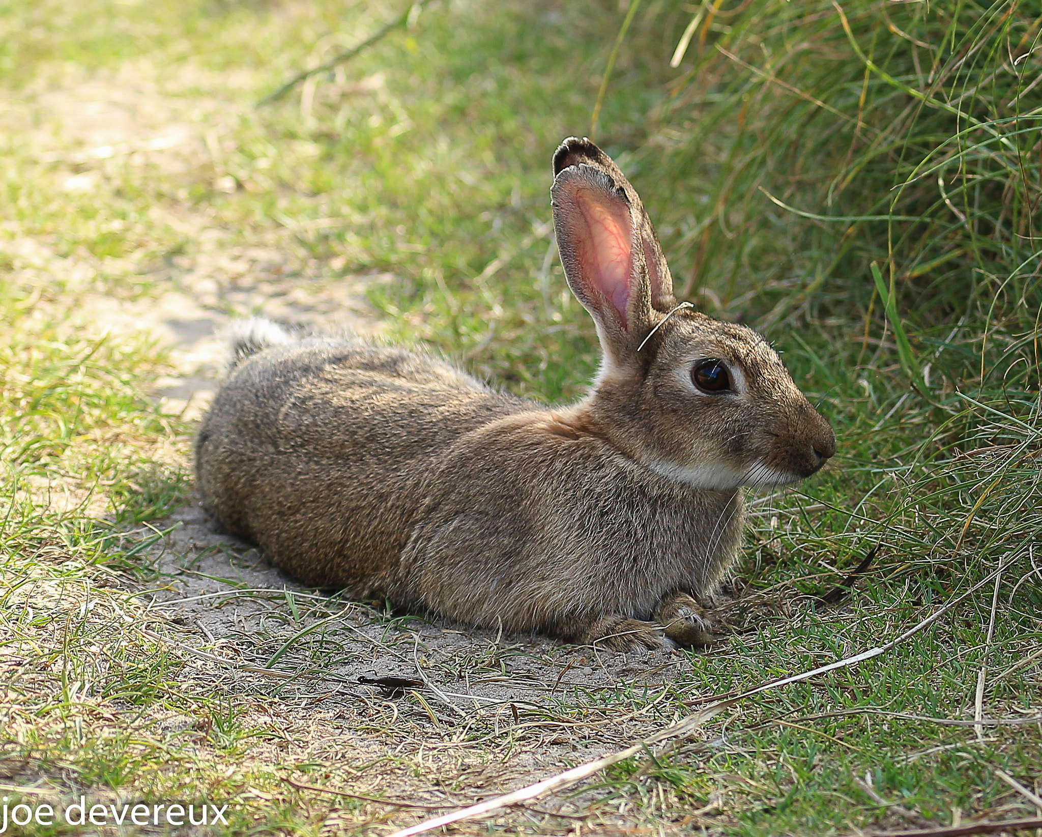Sigma 105mm F2.8 EX DG OS HSM sample photo. Rabbit photography