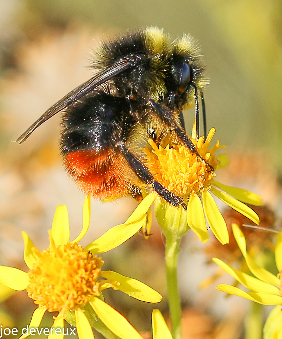 Sigma 105mm F2.8 EX DG OS HSM sample photo. Bumble bee  photography