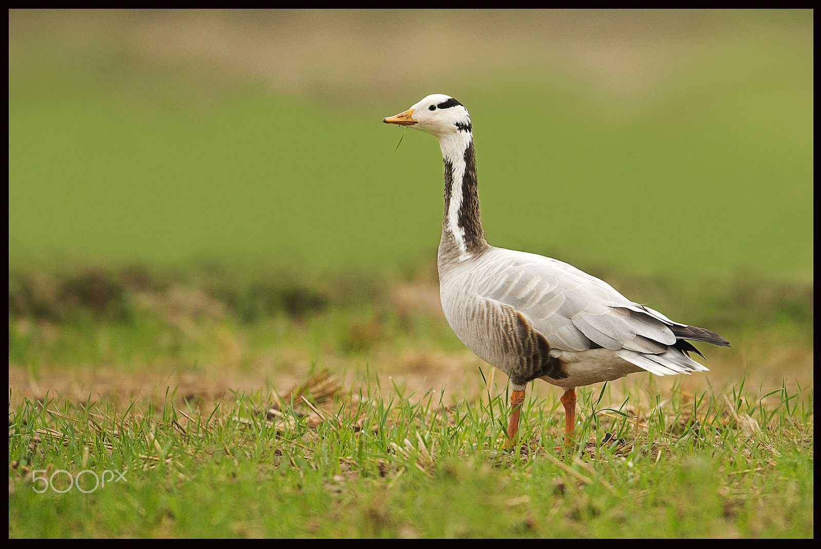 Nikon AF-S Nikkor 600mm F4E FL ED VR sample photo. Sometimes…................ photography