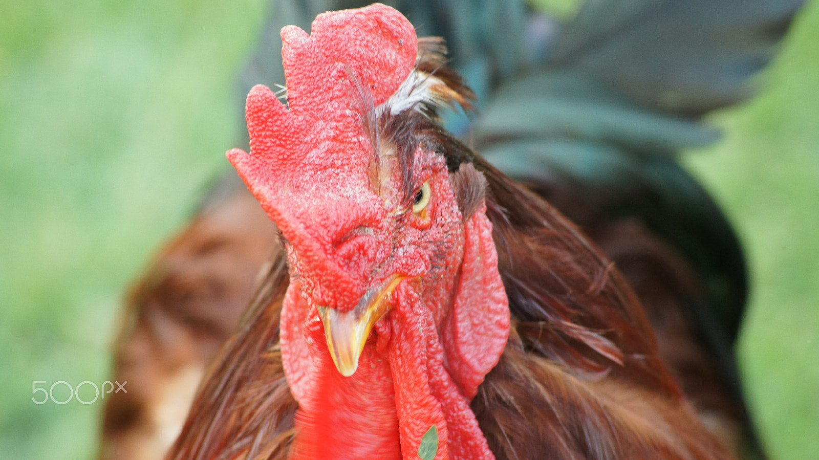 Sony DT 55-200mm F4-5.6 SAM sample photo. Cock photography
