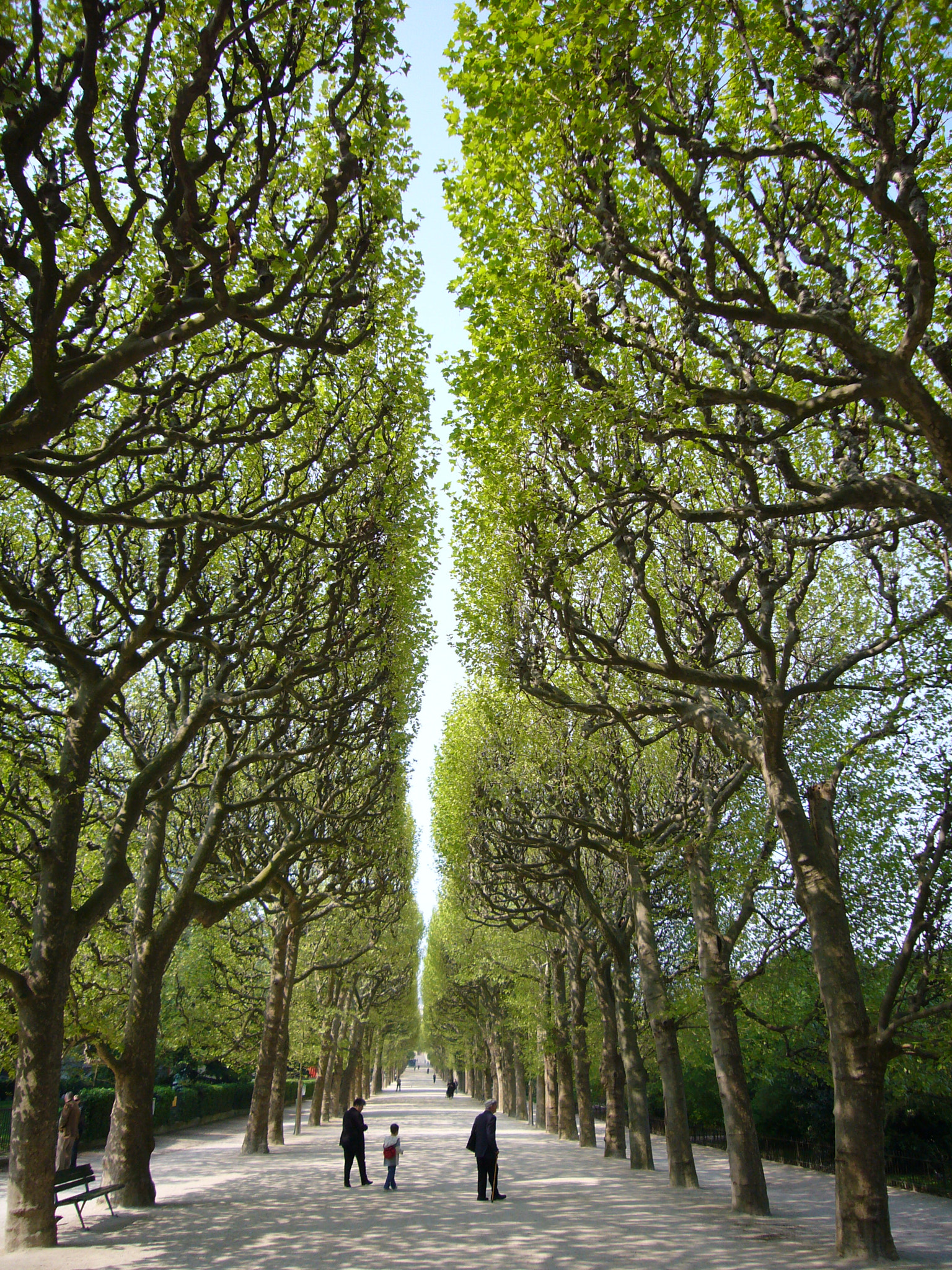 Panasonic DMC-FX01 sample photo. Jardin des plantes photography