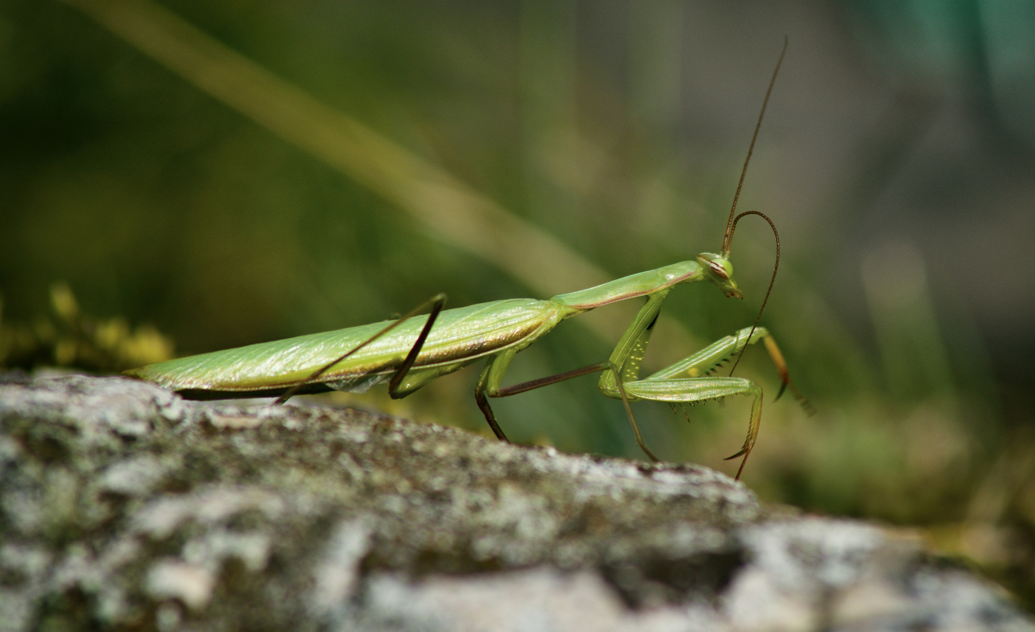 70.00 - 300.00 mm f/4.0 - 5.6 sample photo. Mantis religiosa photography