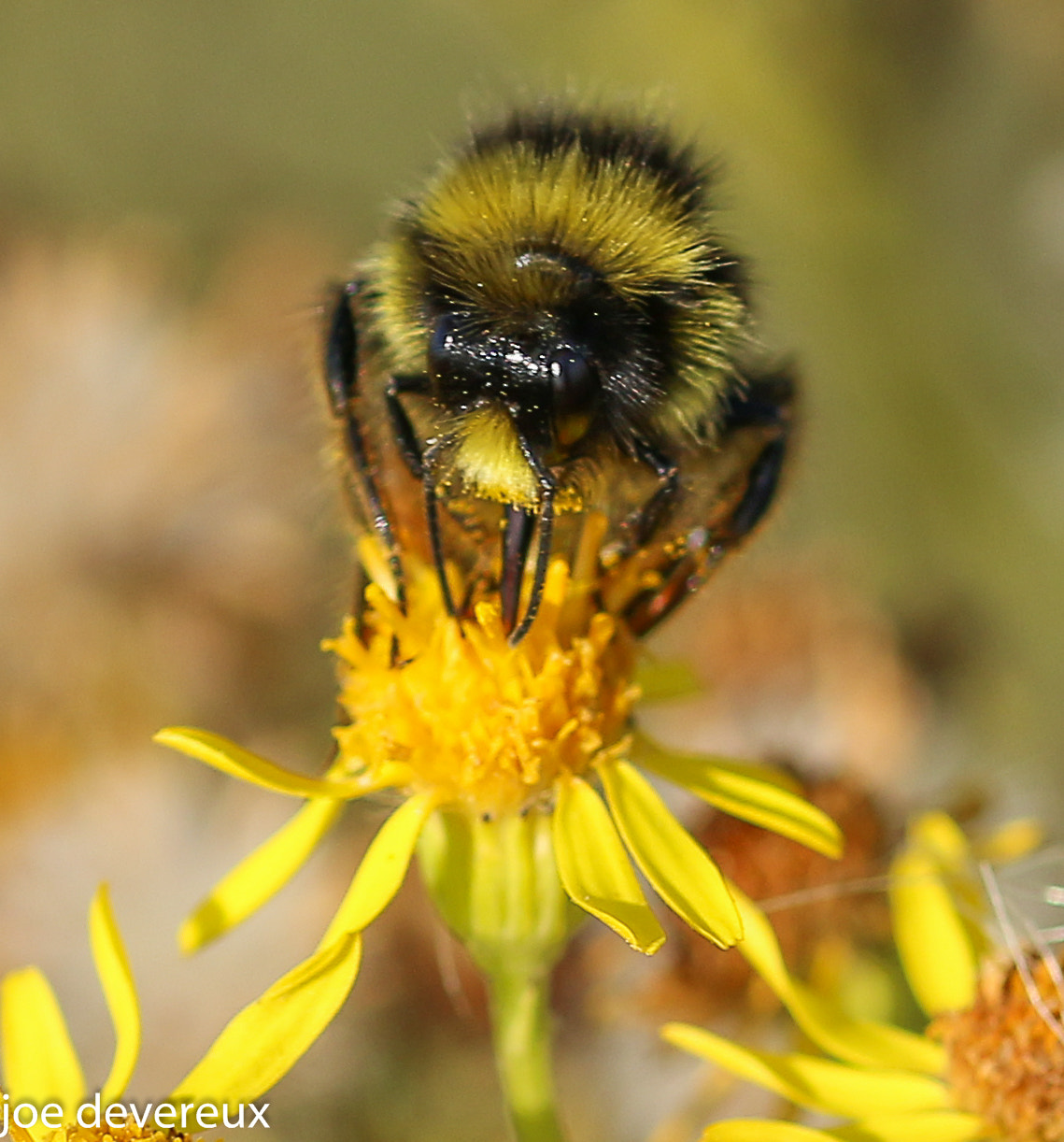 Sigma 105mm F2.8 EX DG OS HSM sample photo. Bumble bee  photography
