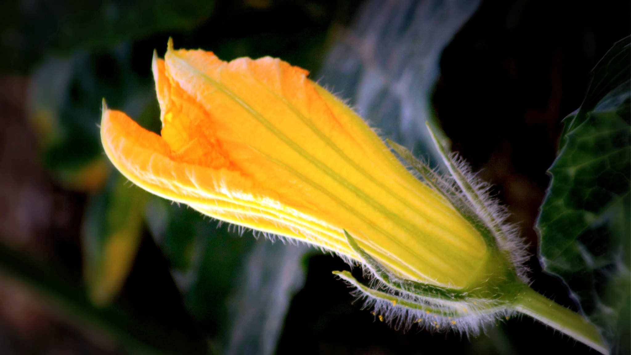 Sony DT 55-200mm F4-5.6 SAM sample photo. Squash blossoms photography