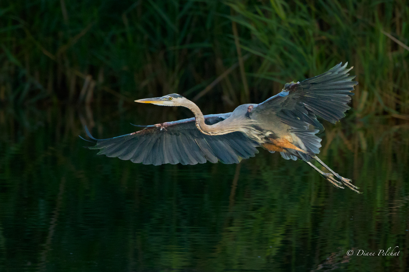 Canon EF 300mm F2.8L IS II USM sample photo. Great blue heron in flight photography