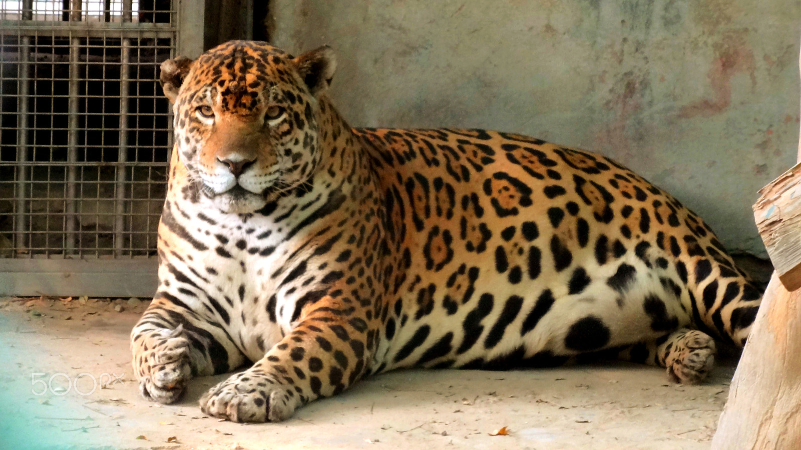 Sony Cyber-shot DSC-HX7V sample photo. Expecting leopard photography