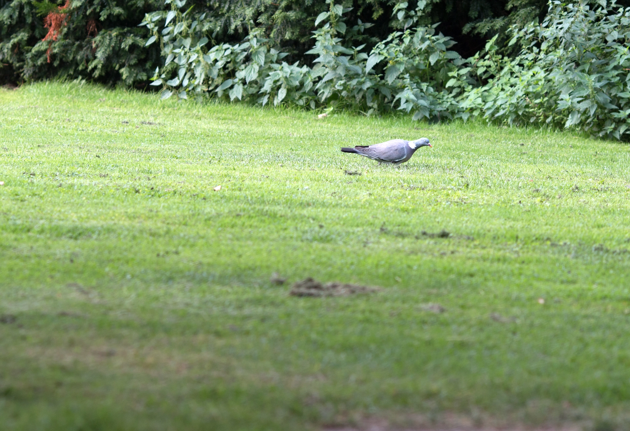 Canon EOS 70D + Canon EF 135mm F2L USM sample photo. Pigeon photography