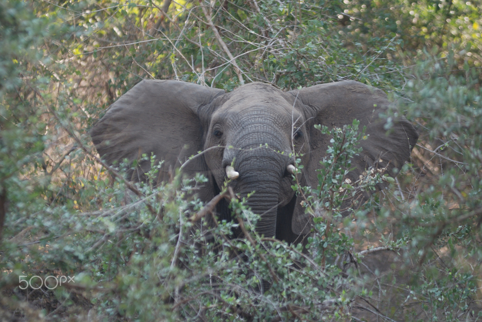 AF Zoom-Nikkor 80-200mm f/2.8 ED sample photo. Elephant photography