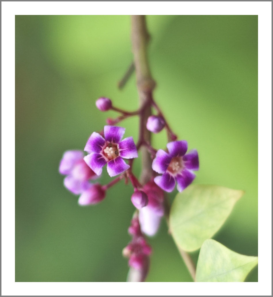 Nikon D2Hs + Nikon AF Nikkor 50mm F1.8D sample photo. Star fruit flower photography