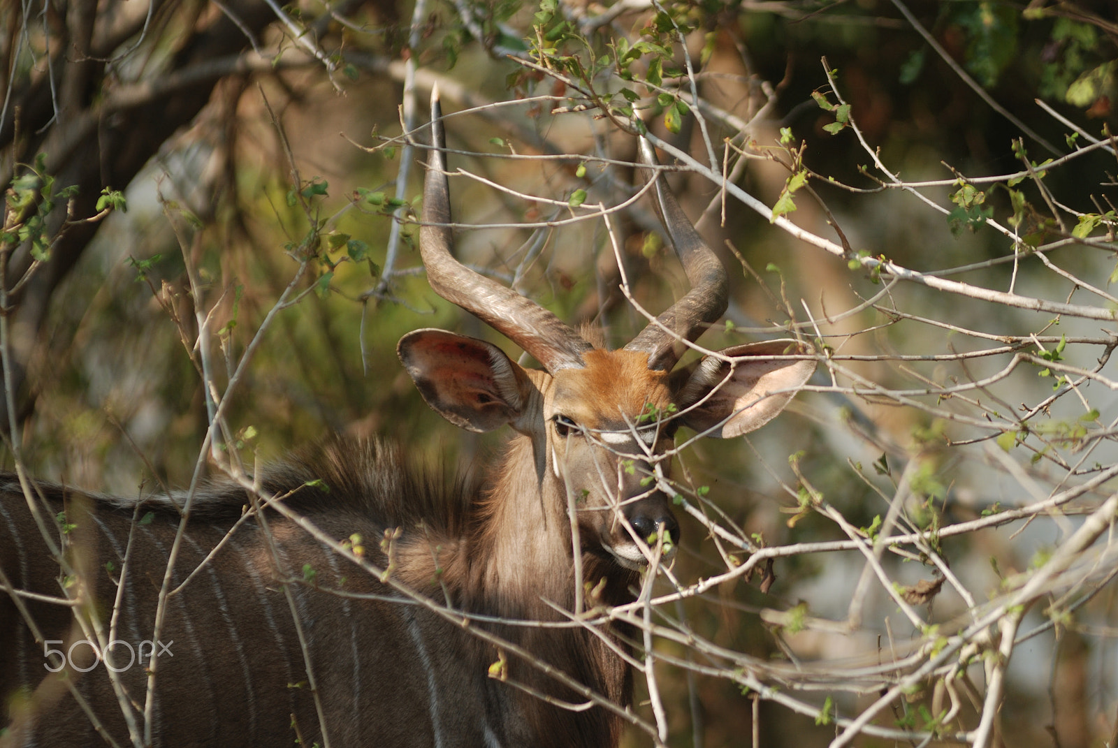 AF Zoom-Nikkor 80-200mm f/2.8 ED sample photo. Nyala photography