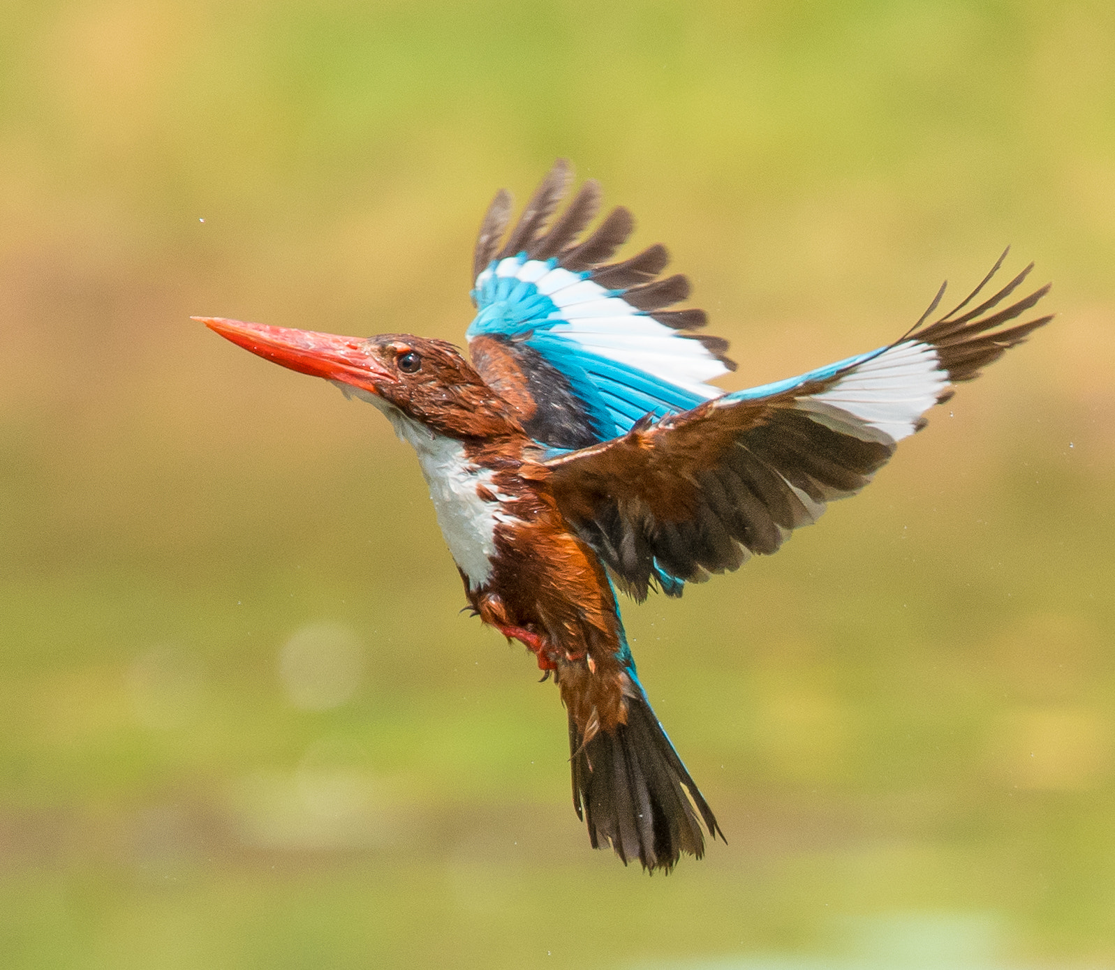 Nikon D5 sample photo. The king's flight.. photography