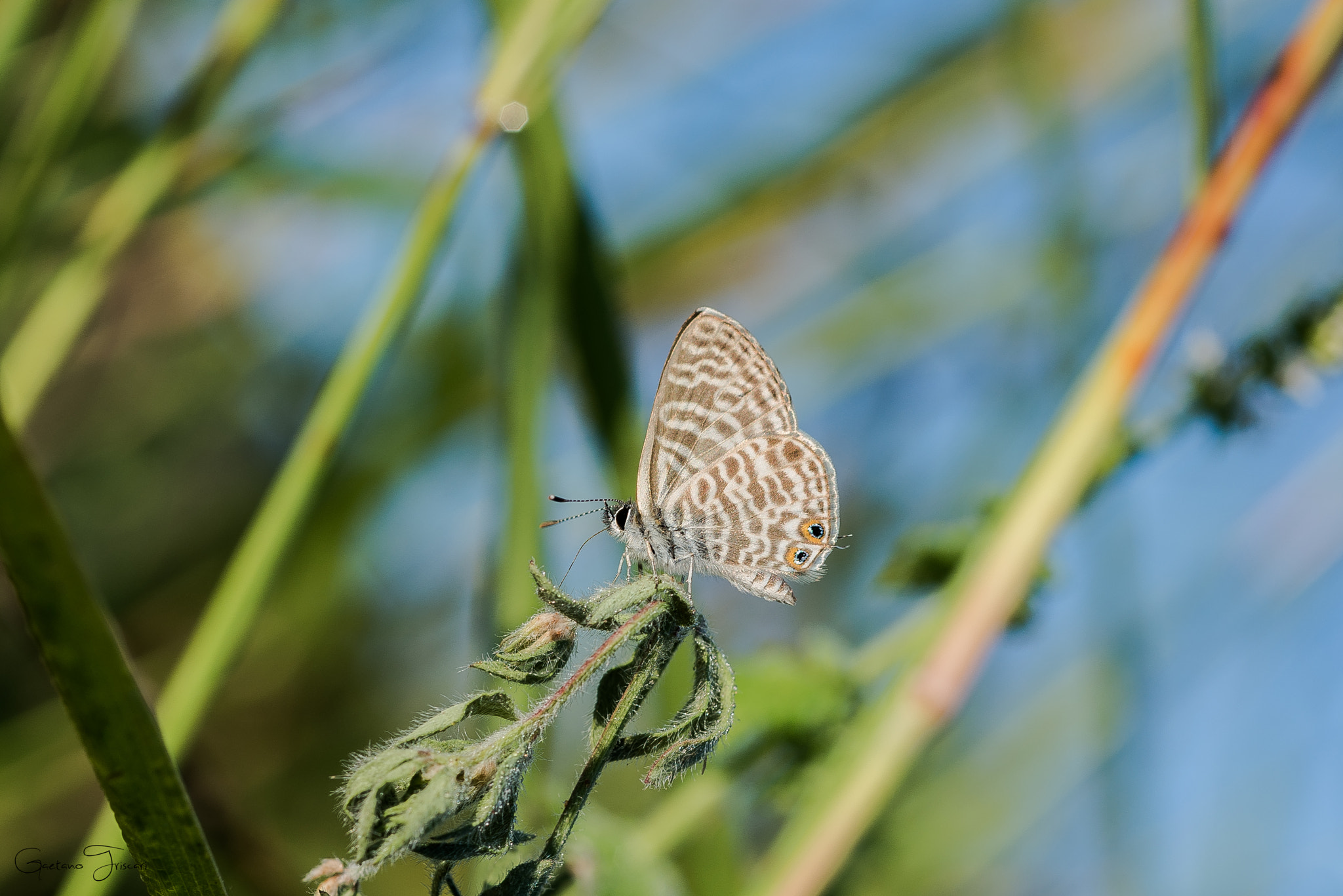Nikon D610 + Nikon AF Micro-Nikkor 60mm F2.8D sample photo. Butterfly photography