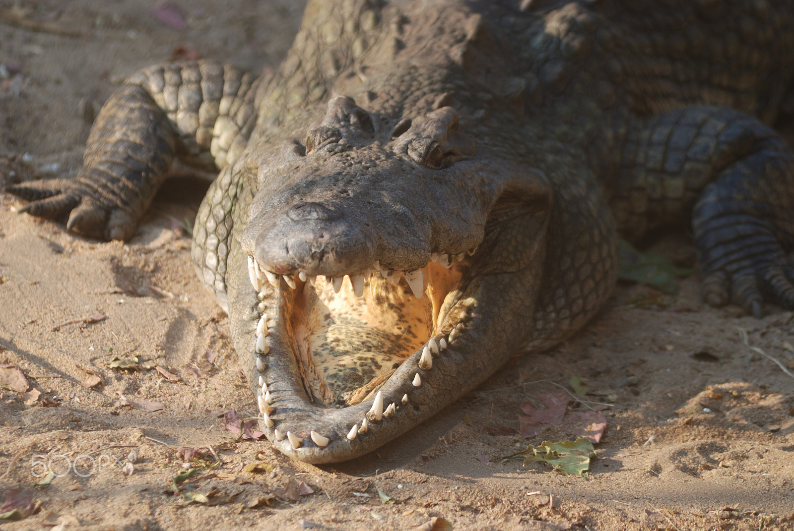 AF Zoom-Nikkor 80-200mm f/2.8 ED sample photo. Crocodile photography
