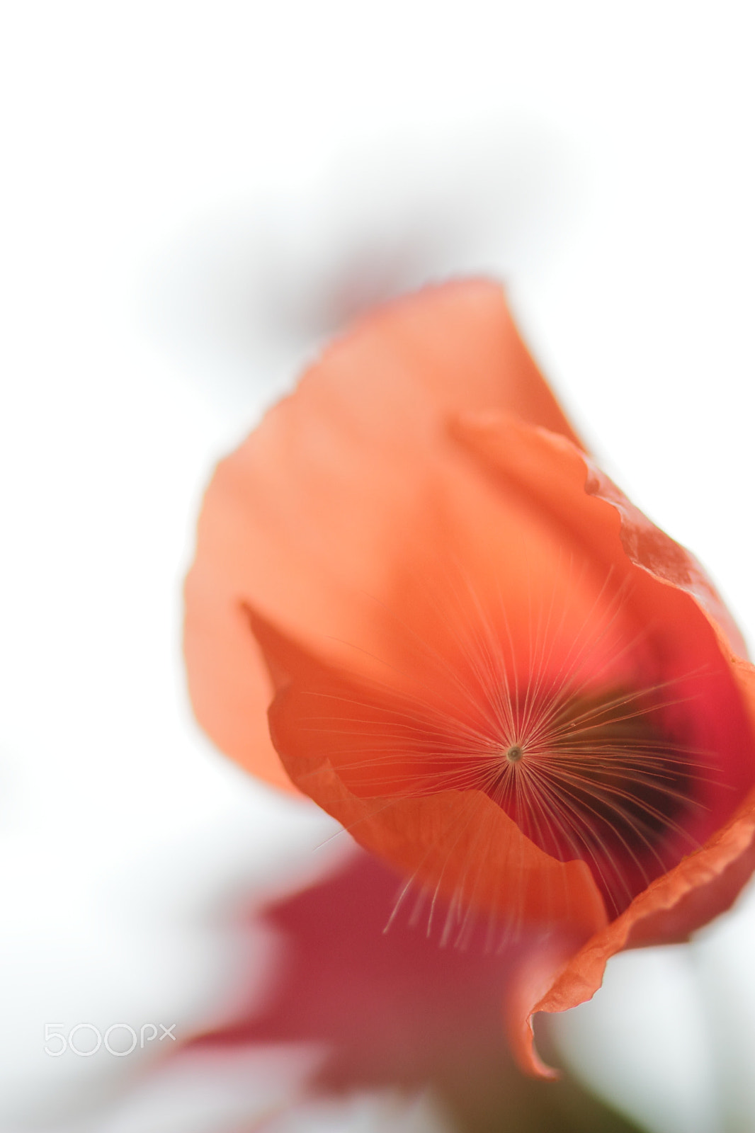 Canon EF 100mm F2.8 Macro USM sample photo. Hide and seek photography