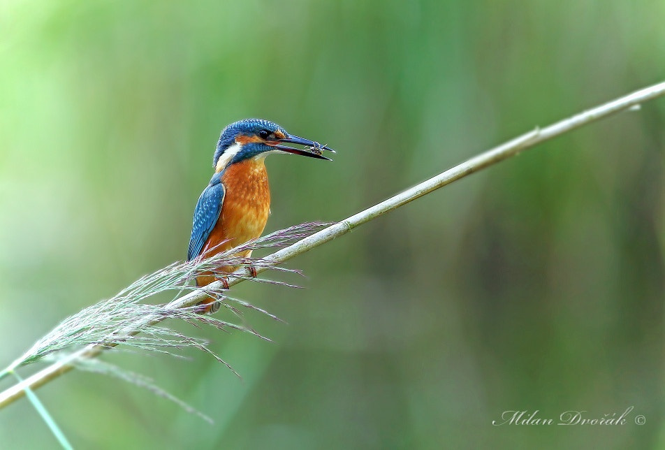 Canon EF 300mm F2.8L IS USM sample photo. Kingfisher hunt for the bug photography