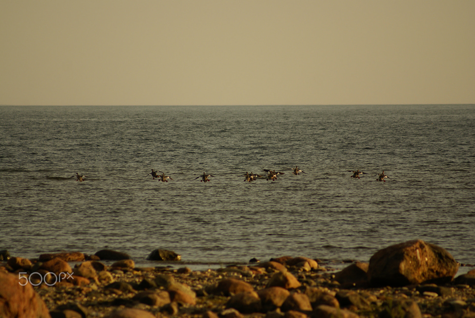 Sony Alpha DSLR-A100 sample photo. Goosander land photography