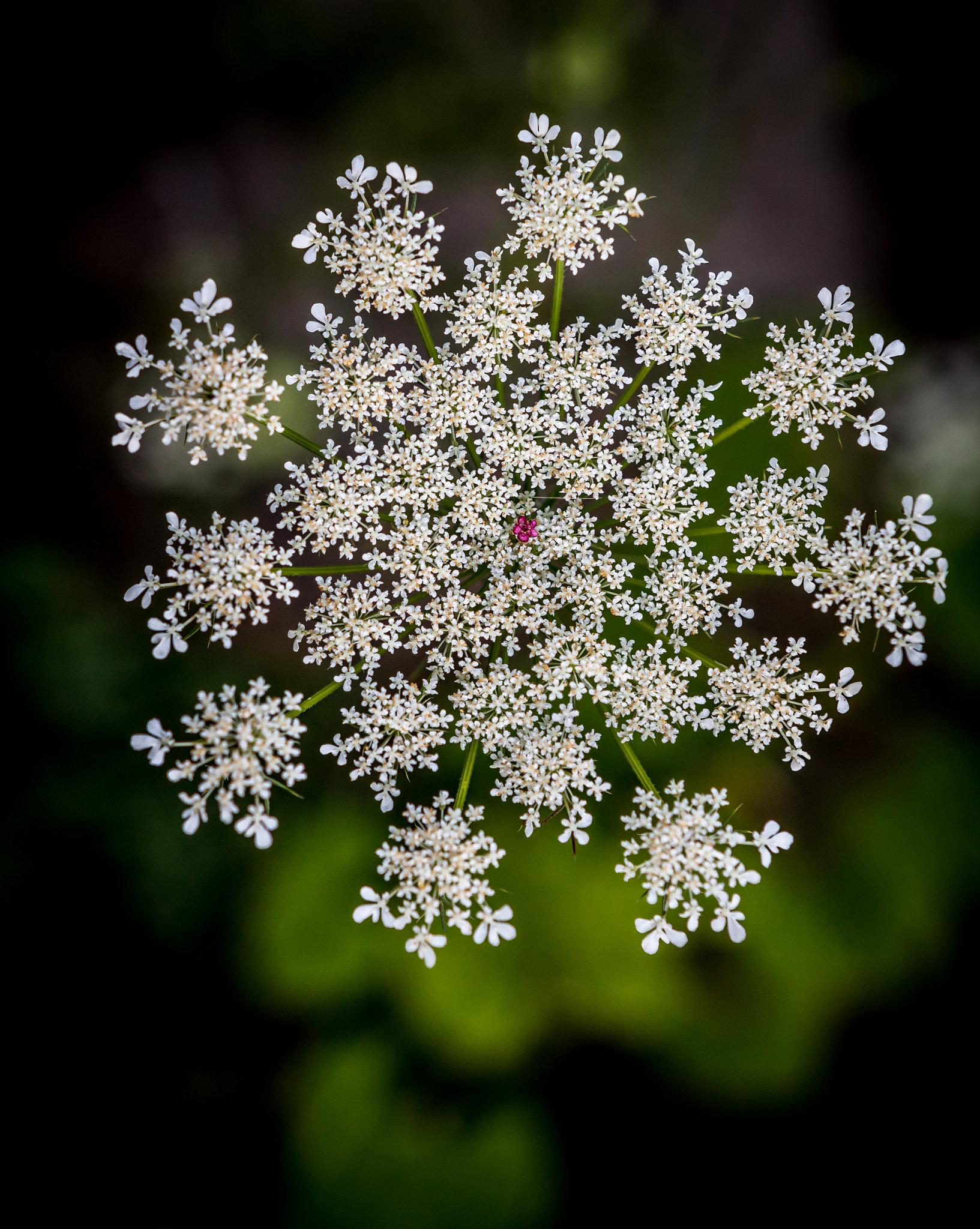 Sigma 18-35mm f/1.8 DC HSM sample photo. Flower photography