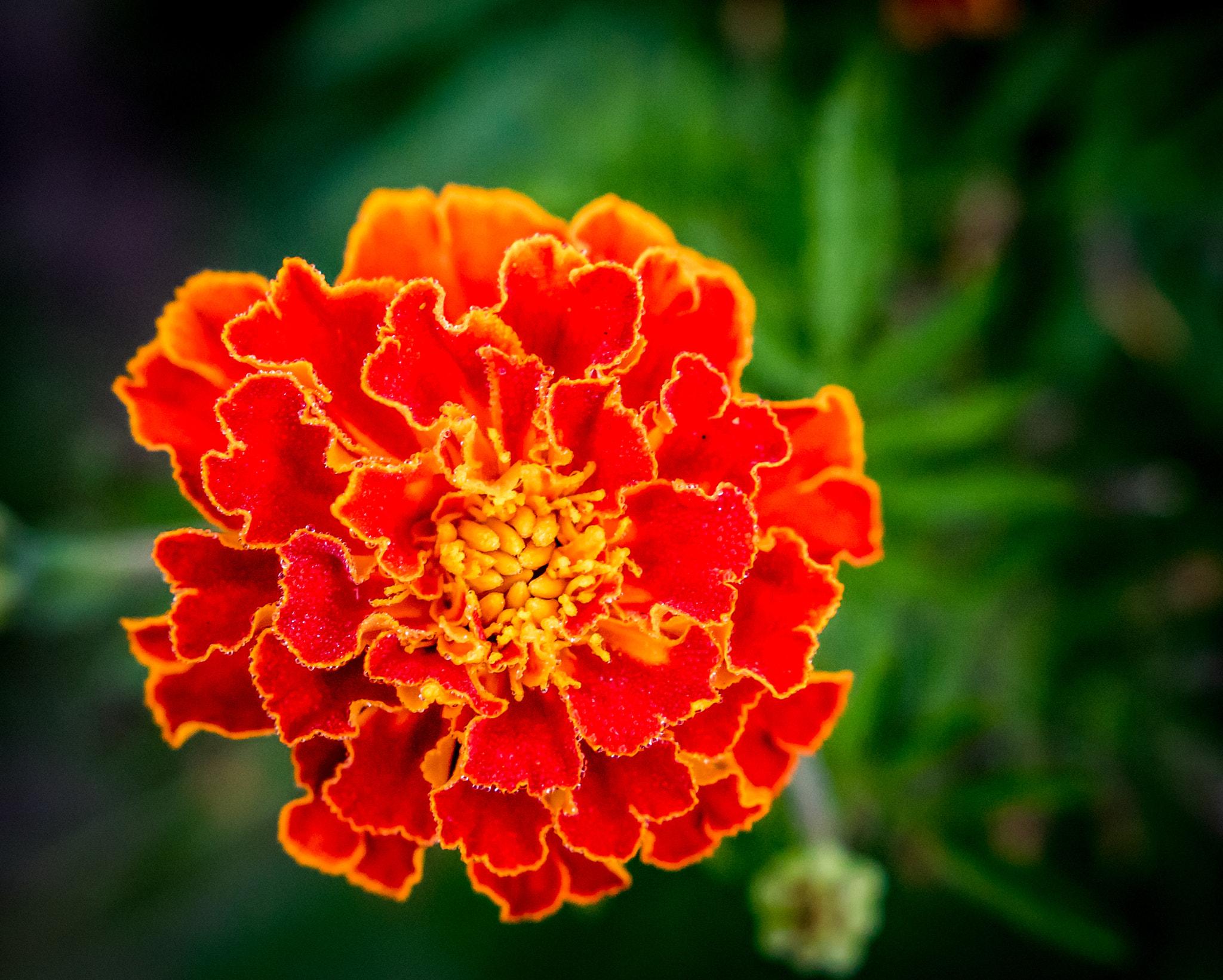 Sigma 18-35mm f/1.8 DC HSM sample photo. Flower photography