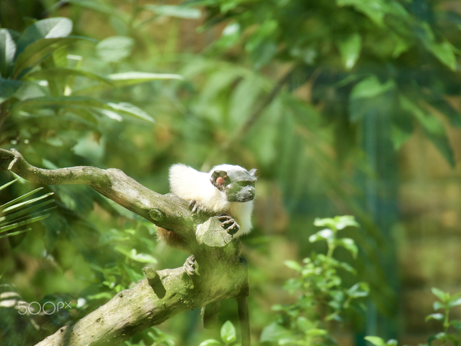 Panasonic Lumix DMC-G7 sample photo. Monkey photography