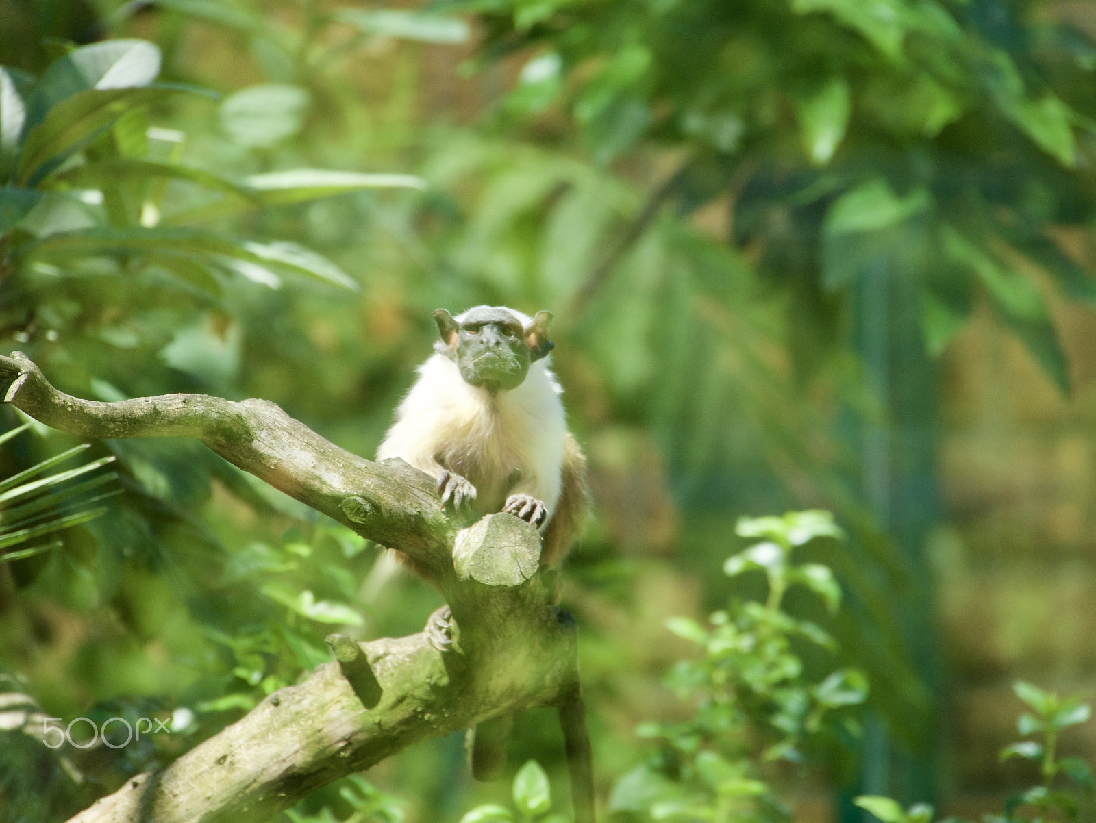 Panasonic Lumix DMC-G7 sample photo. Monkey photography