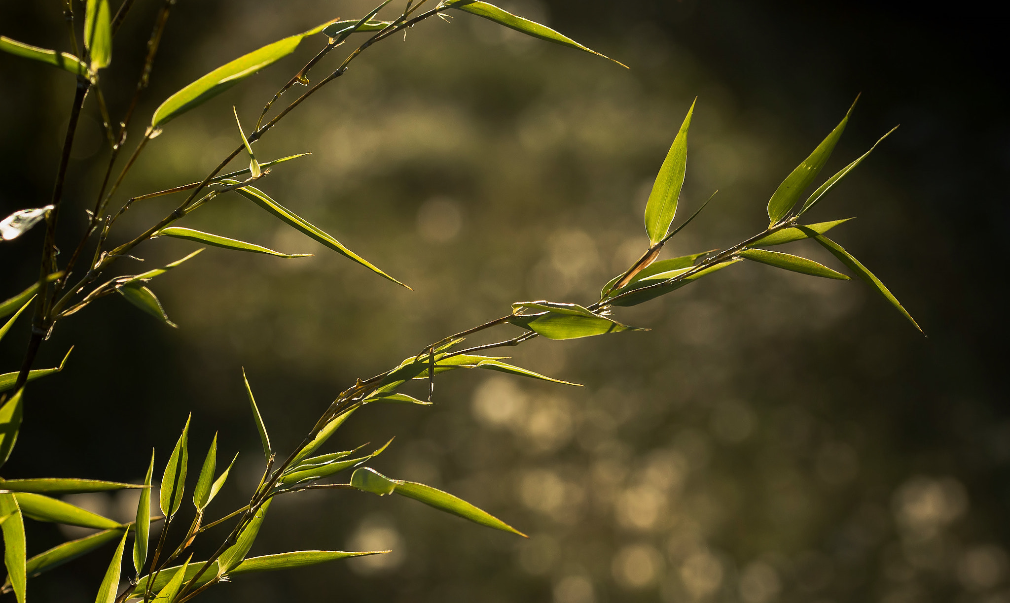 Sigma 105mm F2.8 EX DG OS HSM sample photo. Bambou photography