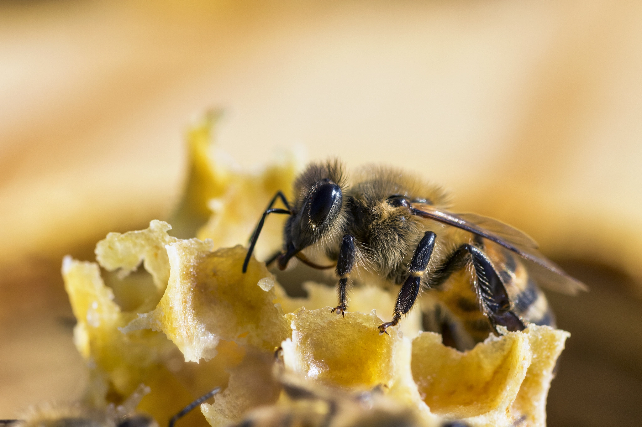 Sigma 105mm F2.8 EX DG OS HSM sample photo. Eating honey peacefully photography