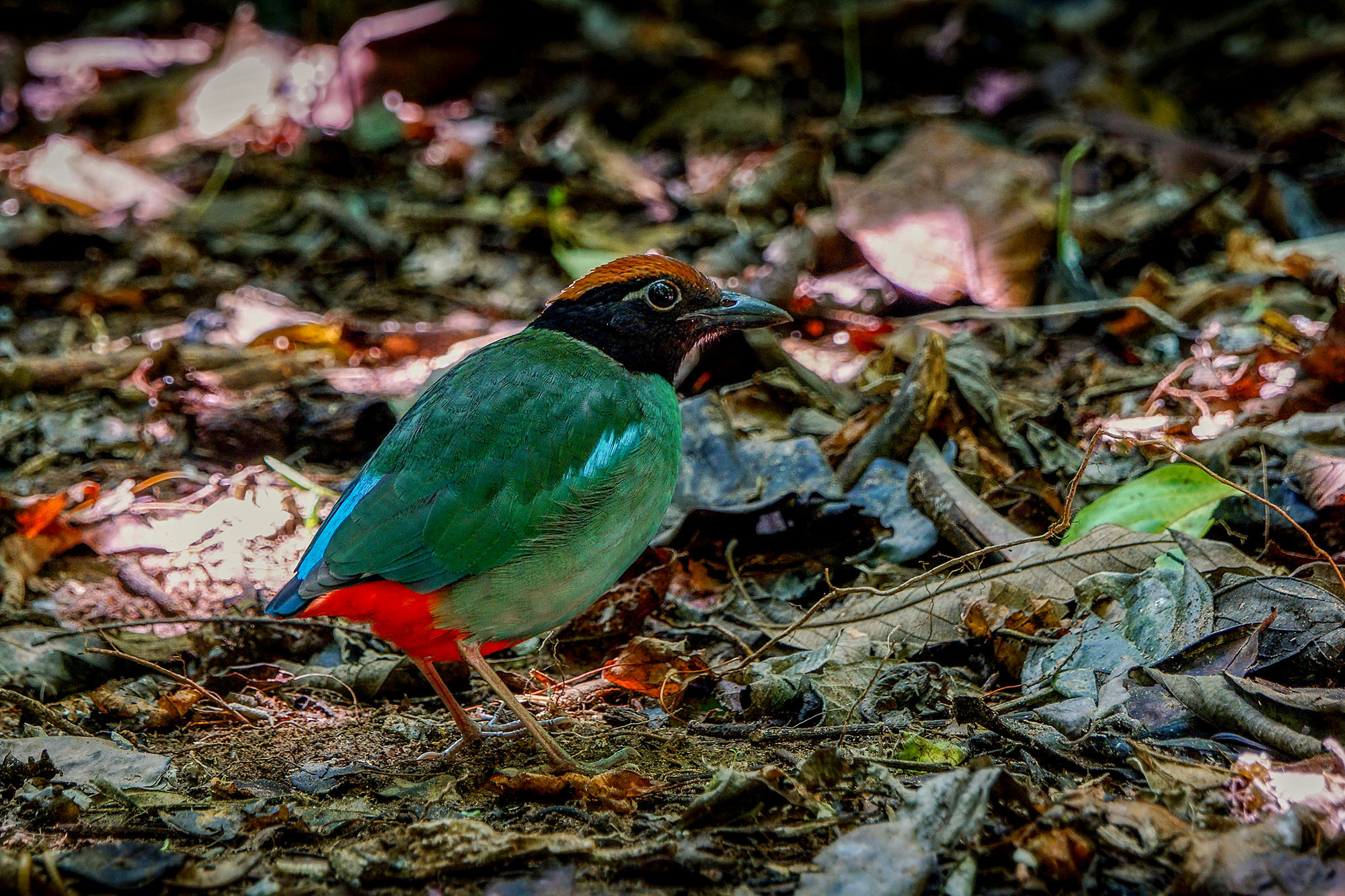 Sony ILCA-77M2 + Sony 70-400mm F4-5.6 G SSM II sample photo. Hooded pitta photography