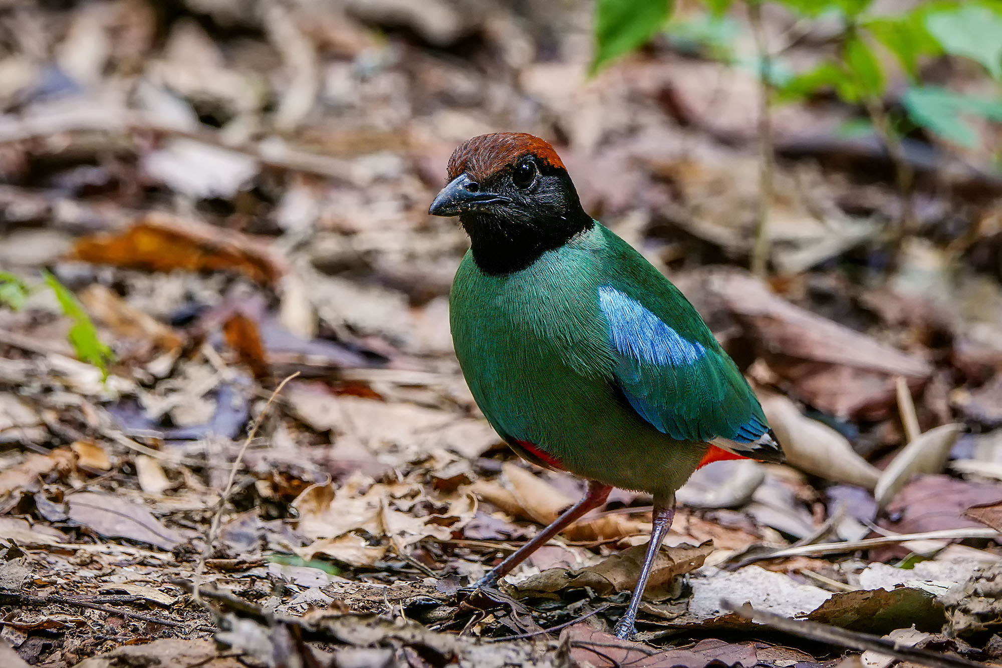 Sony ILCA-77M2 sample photo. Hooded pitta photography