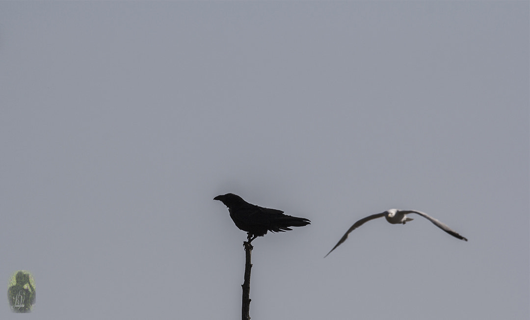 Sigma 150-600mm F5-6.3 DG OS HSM | C sample photo. Two photography
