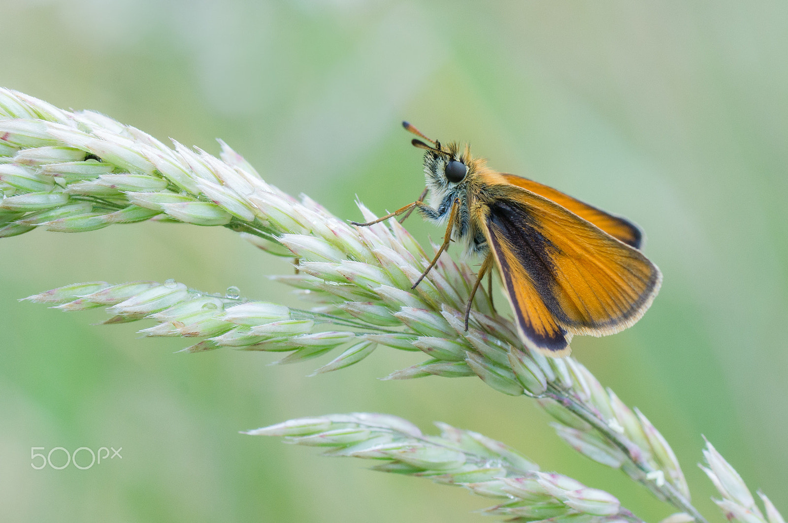 Sony SLT-A57 sample photo. Butterfly photography