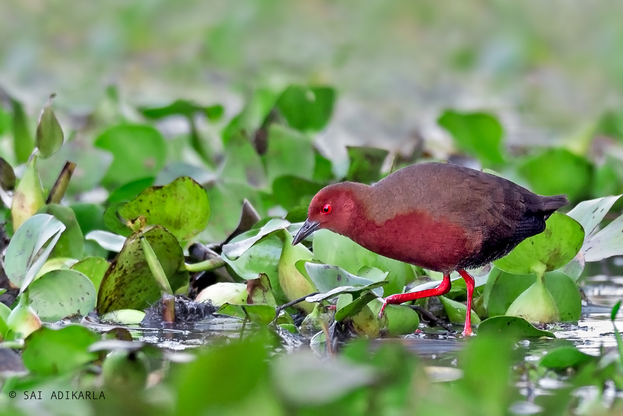 Nikon D600 + Nikon AF-S Nikkor 300mm F4D ED-IF sample photo. Ruddy-breasted crake photography